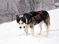 Huskies Erleben